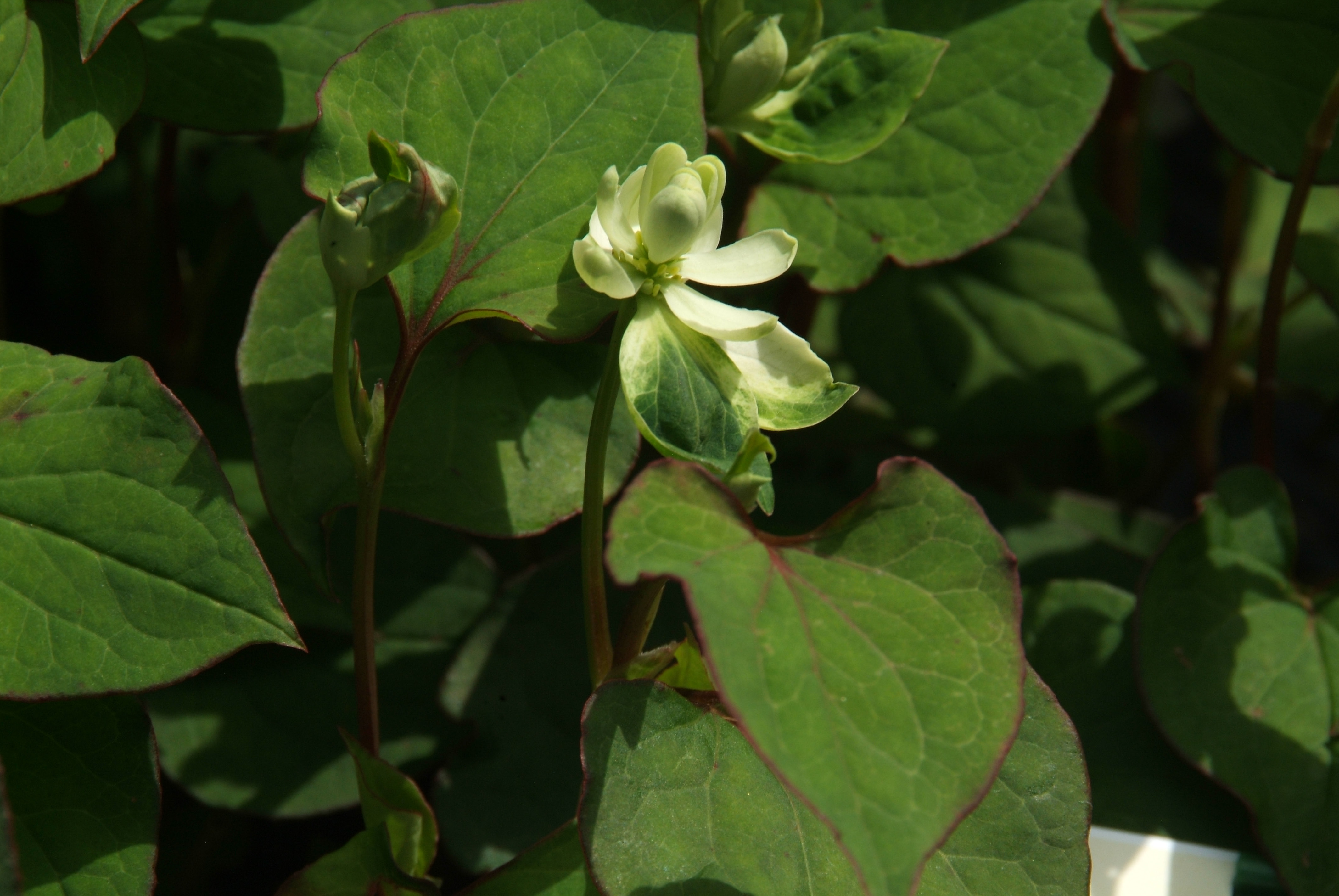 Houttuynia cordata  bestellen